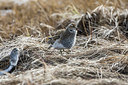 BUITEN BEELD Foto: 249492