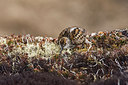 BUITEN BEELD Foto: 249510