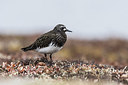 BUITEN BEELD Foto: 249515