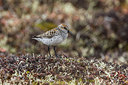 BUITEN BEELD Foto: 249517