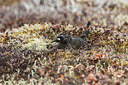 BUITEN BEELD Foto: 249520
