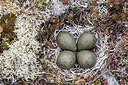 BUITEN BEELD Foto: 249526
