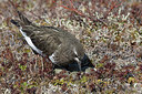 BUITEN BEELD Foto: 249540