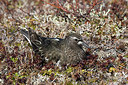 BUITEN BEELD Foto: 249541