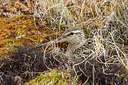 BUITEN BEELD Foto: 249566
