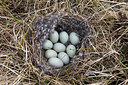 BUITEN BEELD Foto: 249624