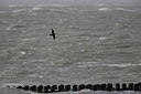 BUITEN BEELD Foto: 249721