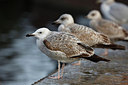 BUITEN BEELD Foto: 249722
