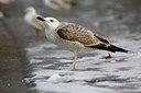 BUITEN BEELD Foto: 249723