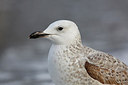 BUITEN BEELD Foto: 249725