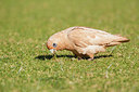 BUITEN BEELD Foto: 249760