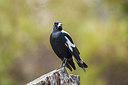 BUITEN BEELD Foto: 249776