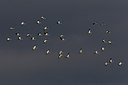 BUITEN BEELD Foto: 249794