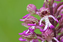 BUITEN BEELD Foto: 249813