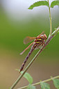 BUITEN BEELD Foto: 249909