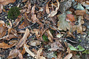 BUITEN BEELD Foto: 249951