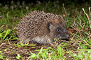 BUITEN BEELD Foto: 249980