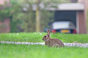 BUITEN BEELD Foto: 249990