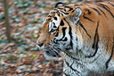 BUITEN BEELD Foto: 250000