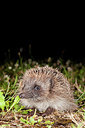 BUITEN BEELD Foto: 250002