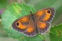 BUITEN BEELD Foto: 250073