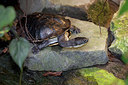 BUITEN BEELD Foto: 250085