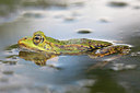 BUITEN BEELD Foto: 250093