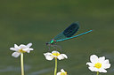 BUITEN BEELD Foto: 250138