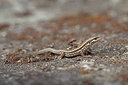 BUITEN BEELD Foto: 250158