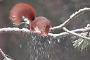 BUITEN BEELD Foto: 250202