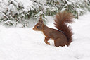 BUITEN BEELD Foto: 250209