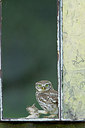 BUITEN BEELD Foto: 250242