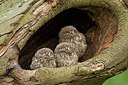 BUITEN BEELD Foto: 250245