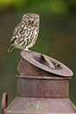 BUITEN BEELD Foto: 250248