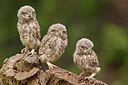 BUITEN BEELD Foto: 250253