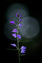 BUITEN BEELD Foto: 250363