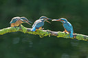 BUITEN BEELD Foto: 250580