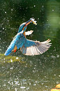 BUITEN BEELD Foto: 250582