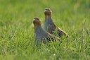 BUITEN BEELD Foto: 250649