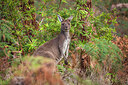 BUITEN BEELD Foto: 250681