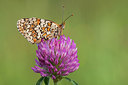 BUITEN BEELD Foto: 250732