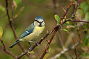 BUITEN BEELD Foto: 250733