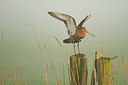 BUITEN BEELD Foto: 250786