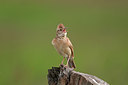 BUITEN BEELD Foto: 250805