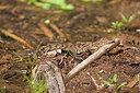 BUITEN BEELD Foto: 250808