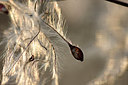 BUITEN BEELD Foto: 250870