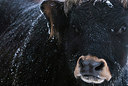 BUITEN BEELD Foto: 251056