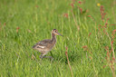 BUITEN BEELD Foto: 251109