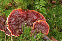BUITEN BEELD Foto: 251194