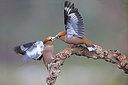 BUITEN BEELD Foto: 251197
